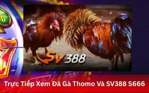 Trực Tiếp Xem Đá Gà Thomo & SV388 S666 – Cược An Toàn, Kịch Tính